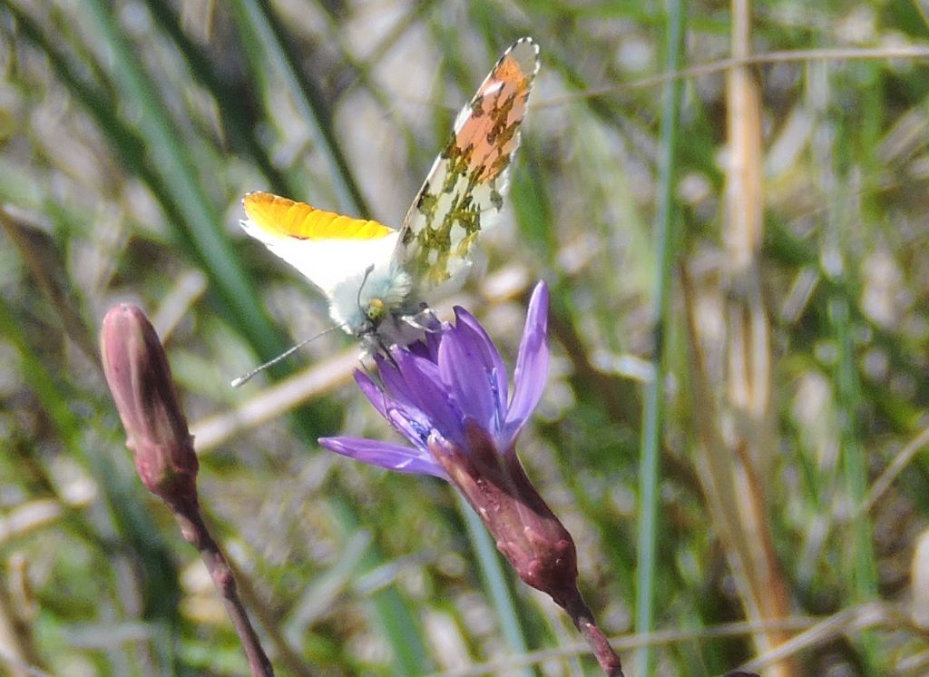 Anthocharis cardamines? S